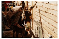 a donkey pulling a cart down a street